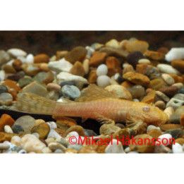 Ancistrus monni kulta 3-3,5 cm -