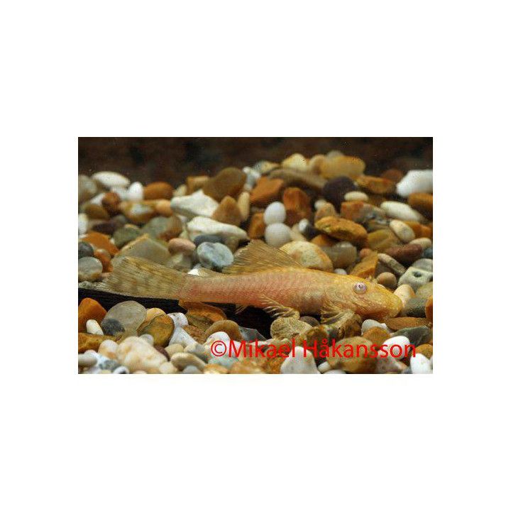 Ancistrus monni kulta 3-3,5 cm -