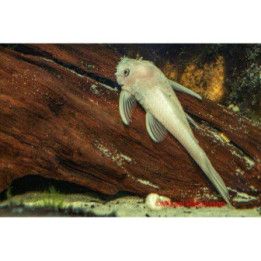 Ancistrus snow white 3-5 cm -