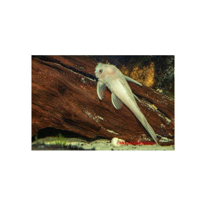 Ancistrus snow white 3-5 cm -