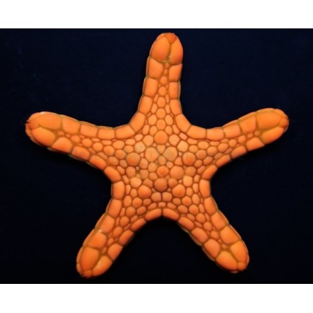 Pentagonaster dubeni - Australian Biscuit Starfish - Orange