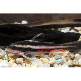 Sukaamonni raidallinen kasvatettu, 4-6 cm -
