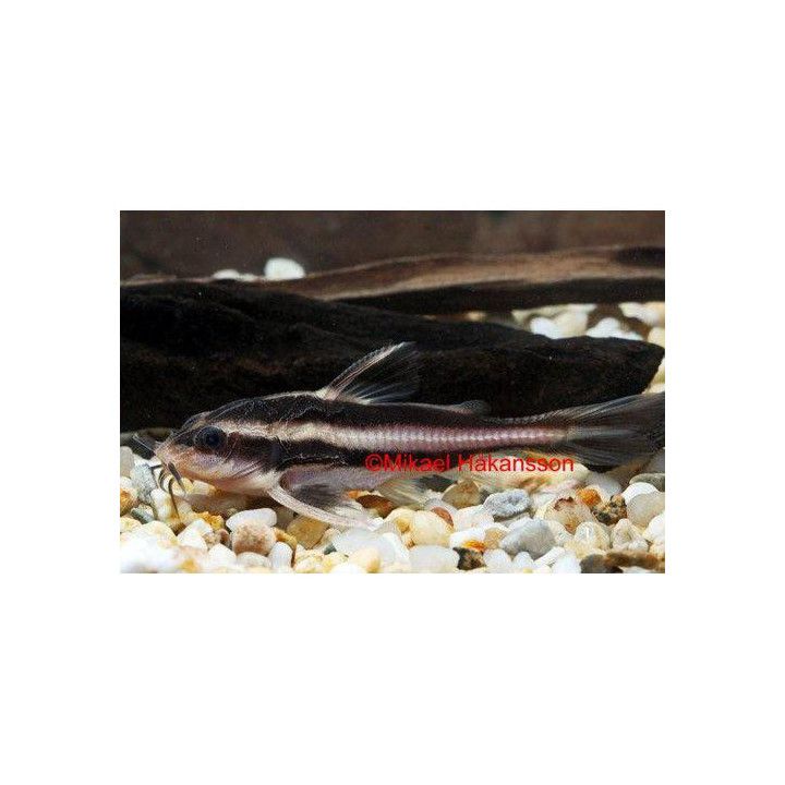 Choklad Mal Randig Odl. 4-6CM Platydoras armatus