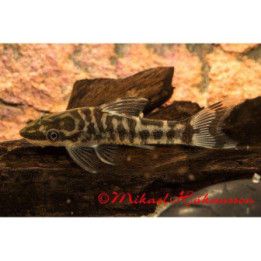 Seepranuolimonni luonnonvarainen 3-4 cm Otocinclus cocama