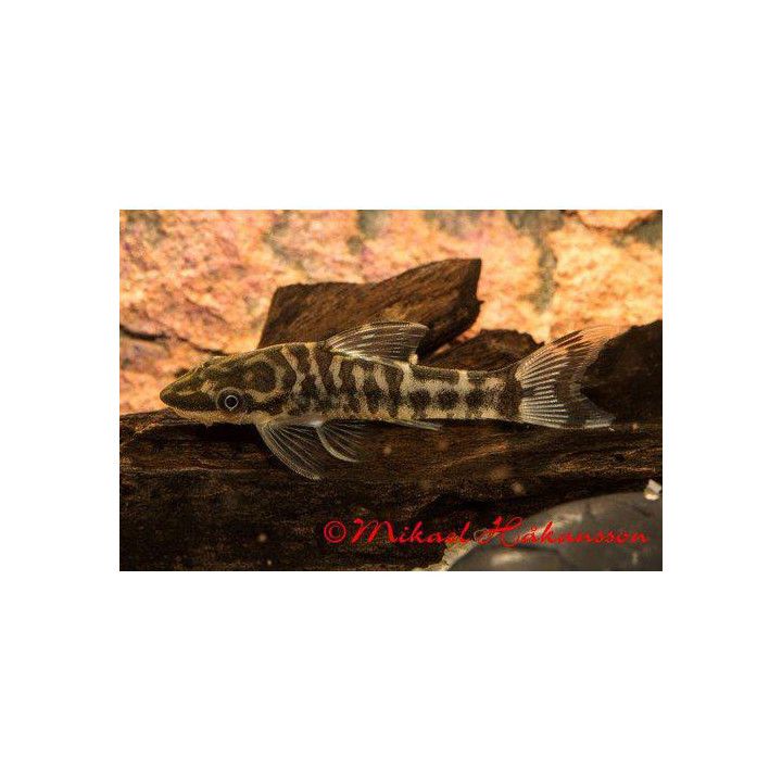 Seepranuolimonni luonnonvarainen 3-4 cm Otocinclus cocama