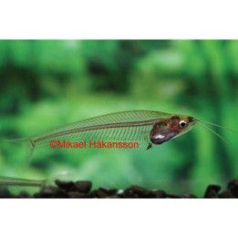 Lasimonni intia 4-5 cm -