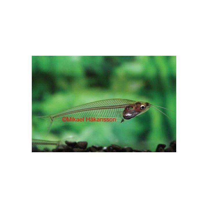 Lasimonni intia 4-5 cm -