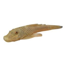 Chaetostoma dorsale luonnonvarainen 4-6 cm -