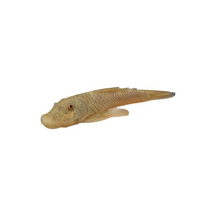 Chaetostoma dorsale luonnonvarainen 4-6 cm -