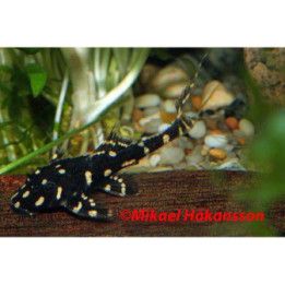 Helmipaholaispleko 4-5 cm -