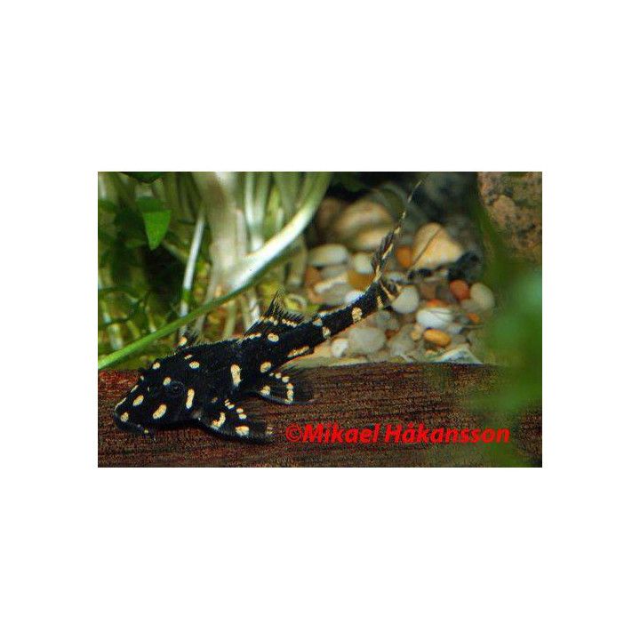 Helmipaholaispleko 4-5 cm -