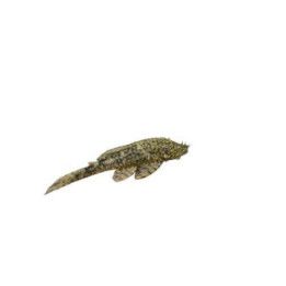 Ancistrus damasceni 'tocantins' 6-8 cm -