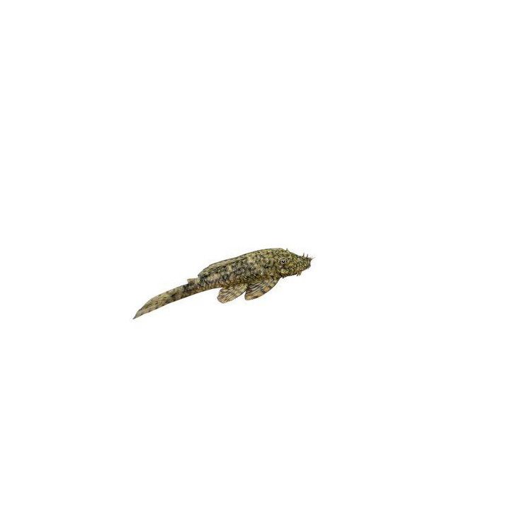 Ancistrus damasceni 'tocantins' 6-8 cm -