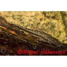 Hypoptopoma cf, guianense 6-8 cm -
