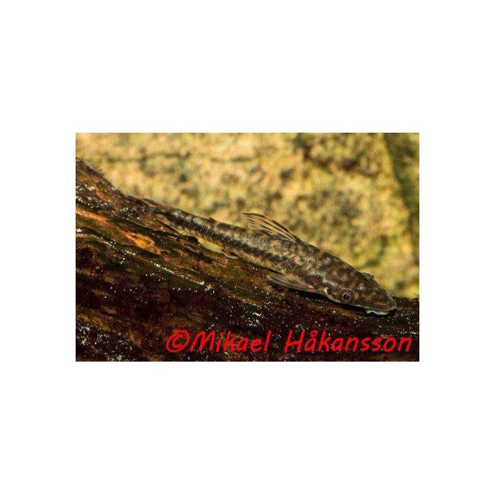 Hypoptopoma cf, guianense 6-8 cm -