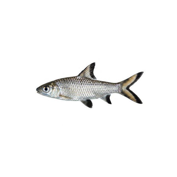 Silver Shark 5-7 cm Haibarbi 5-7 cm Balantiocheilos melanopterus