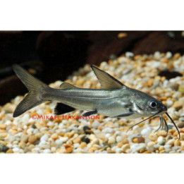 Lippumerimonni 5-7 cm -