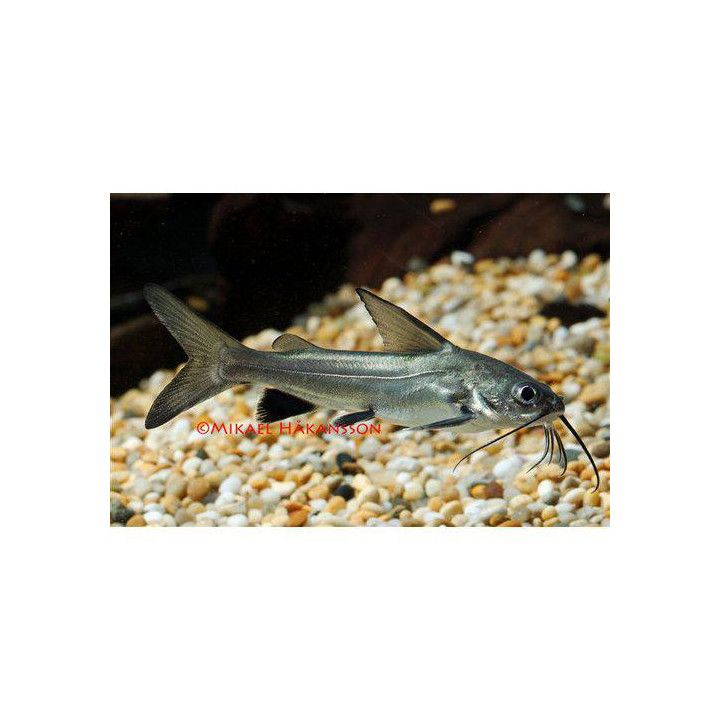 Lippumerimonni 5-7 cm -
