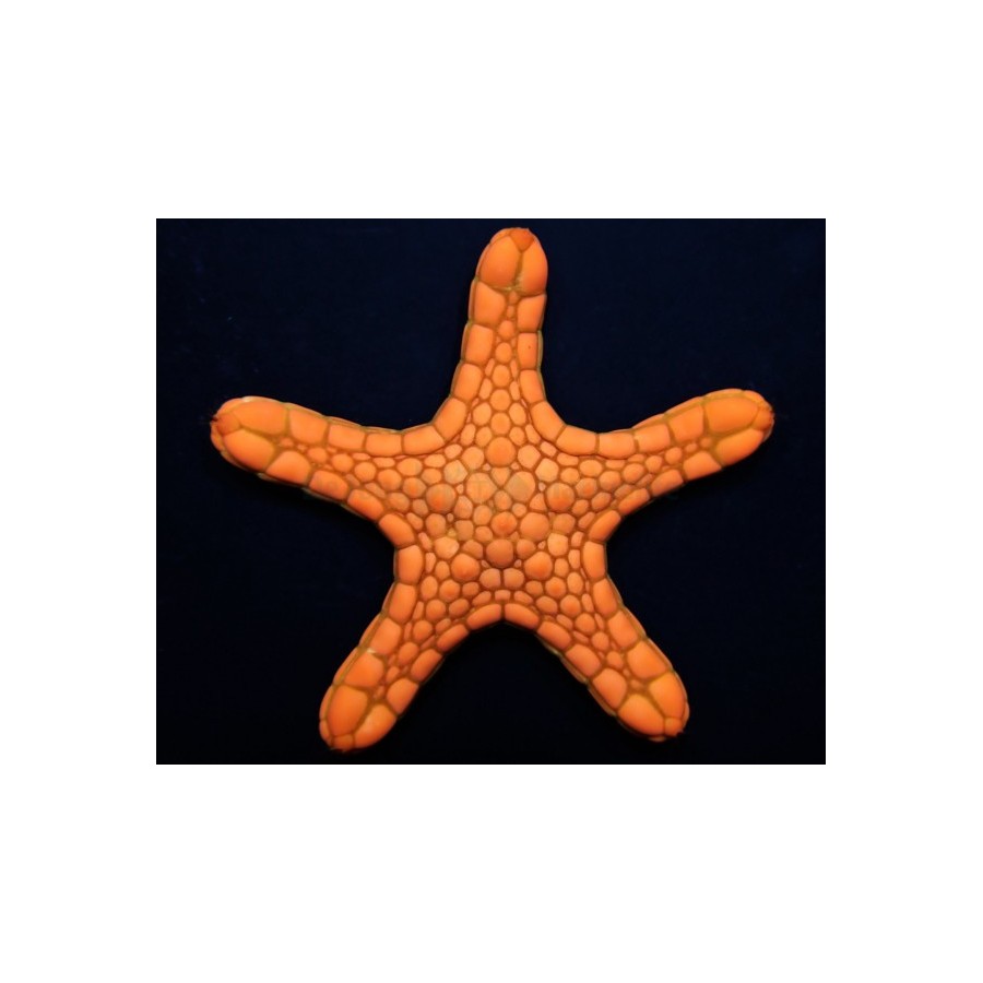 Pentagonaster dubeni - Australian Biscuit Starfish - Orange