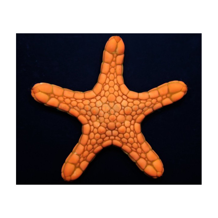 Pentagonaster dubeni - Australian Biscuit Starfish - Orange