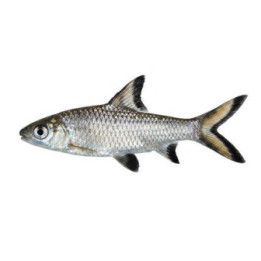 Haibarbi, viljelty 5-7 cm Balantiocheilos melanopterus