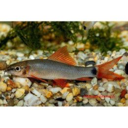 Haibarbi, kulta 4-6 cm -