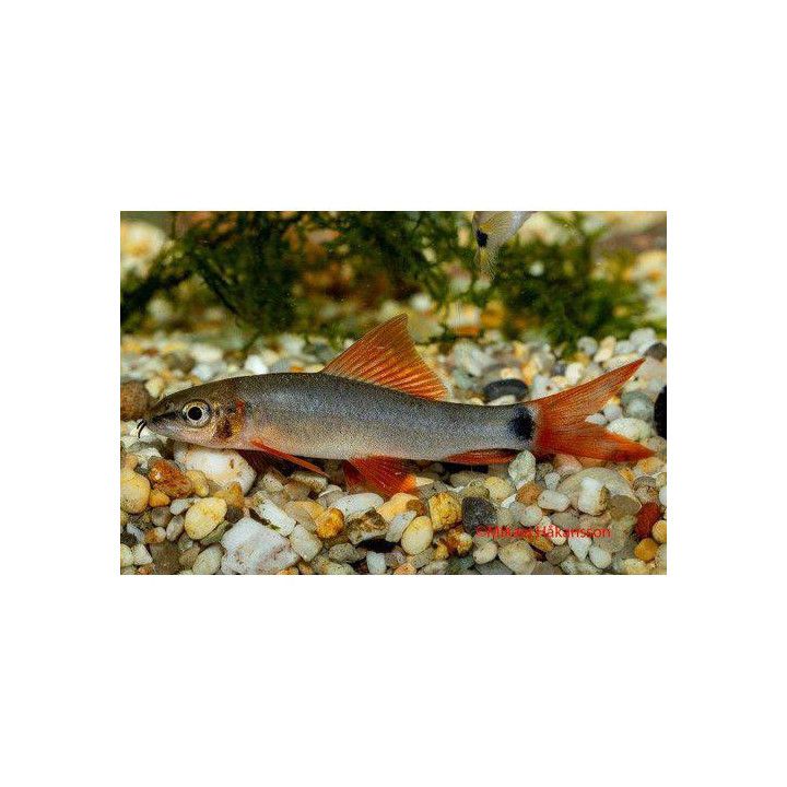 Haibarbi, kulta 4-6 cm -