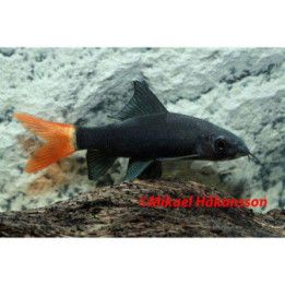 Epalzeorhynchos bicolor 4-6 cm