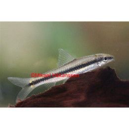 Siamesisk Algätare 3-4CM Crossocheilus siamensis Crossocheilus atrilimes