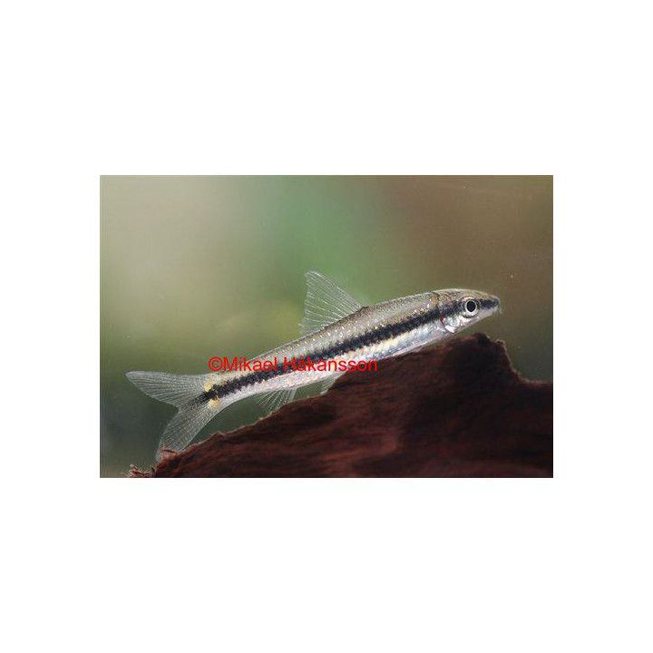 Leväbarbi 4-5 cm -