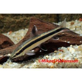 Flying Fox 4-6CM Epalzeorhynchos kalopterum
