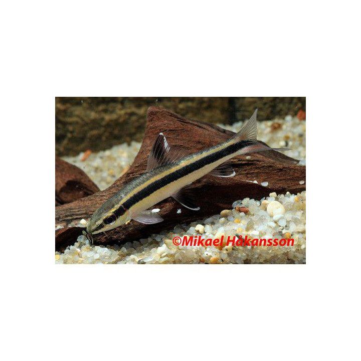 Flying Fox 4-6CM Epalzeorhynchos kalopterum