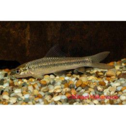 Labeo roseopunctatus -
