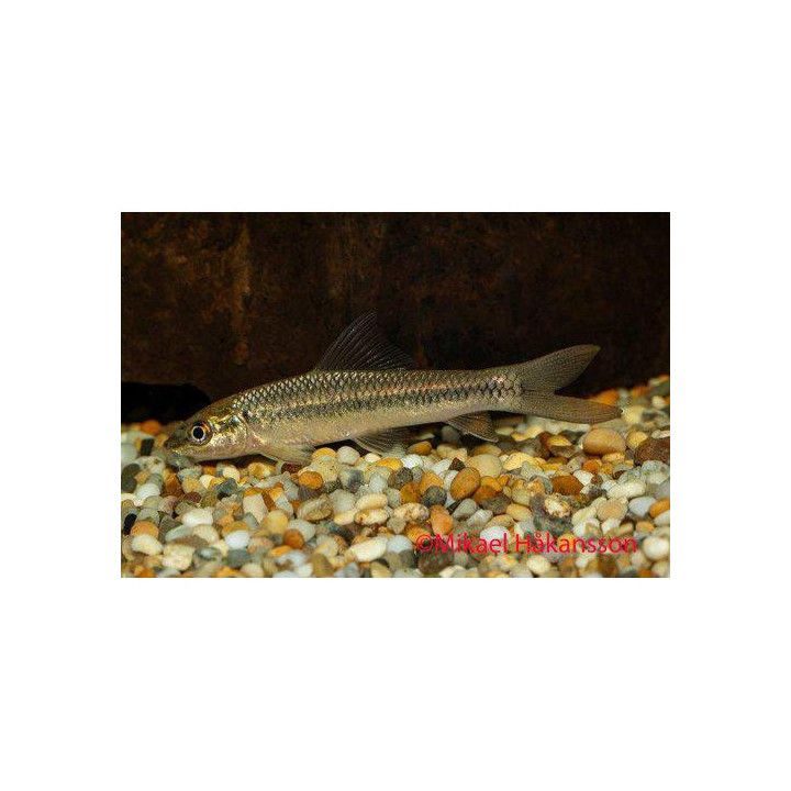 Labeo roseopunctatus -