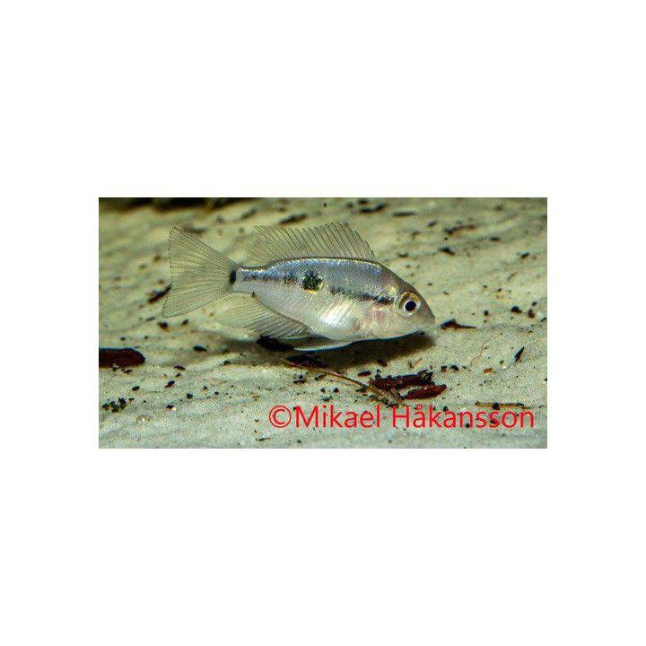 Thorichthys pasionis 4-5 cm
