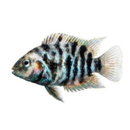 Seeprakirjoahven marmori 3-5 cm -
