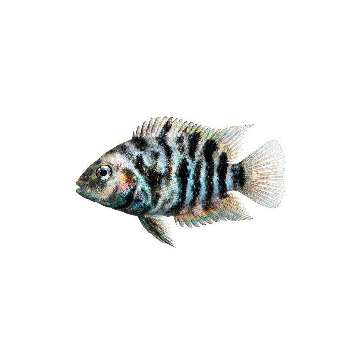 Seeprakirjoahven marmori 3-5 cm -