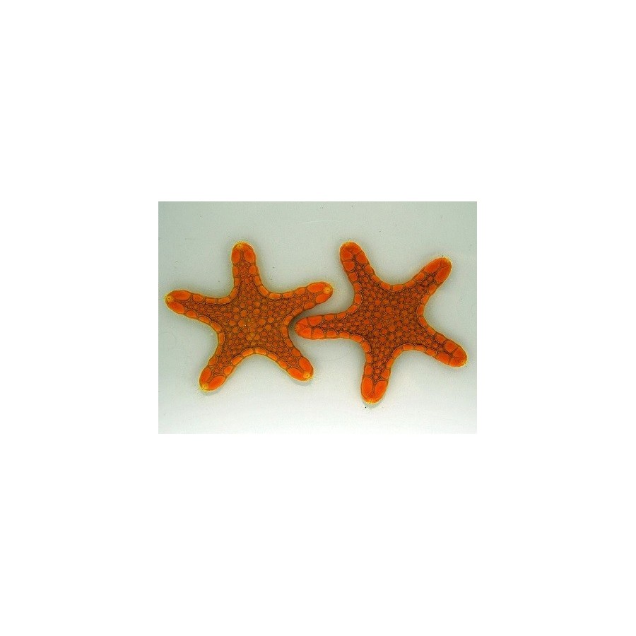 Pentagonaster dubeni - Australian Biscuit Starfish - Orange