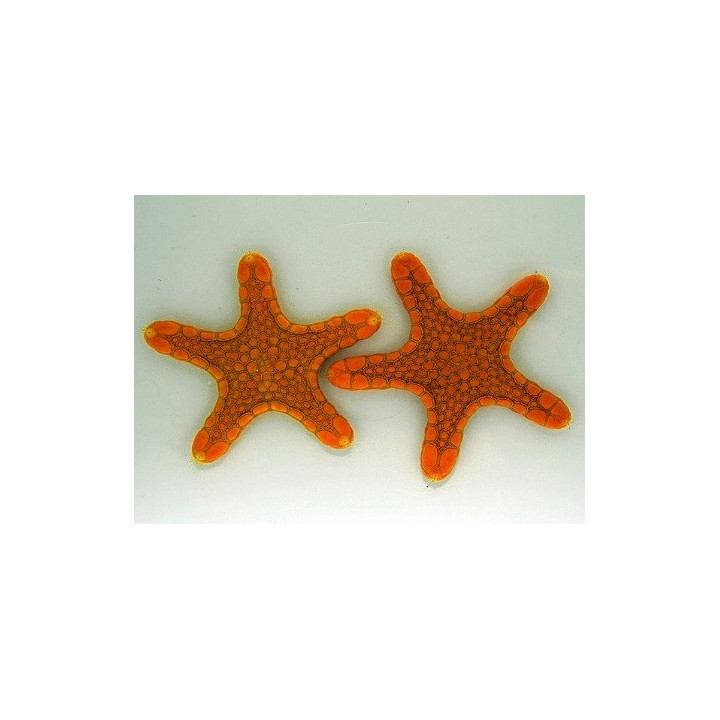 Pentagonaster dubeni - Australian Biscuit Starfish - Orange