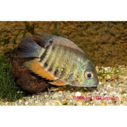 Vannekirjoahven punavatsainen luonnonvarainen 5-7 cm -