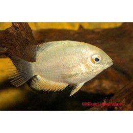 Vannekirjoahven kulta 3-4 cm -
