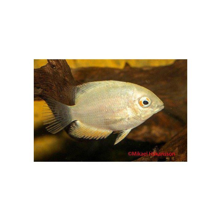 Heros severus gold 3-4 cm