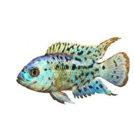 Rocio octofasciatum, blue, 3-5 cm