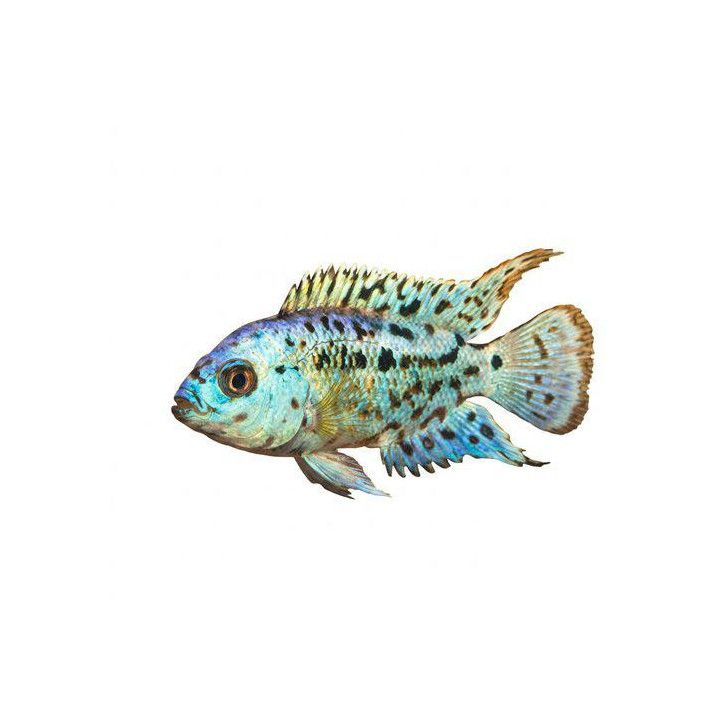 Helmikirjoahven, sininen 3-5 cm Rocio octofasciatum