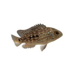Herichthys carpintis 4-6 cm