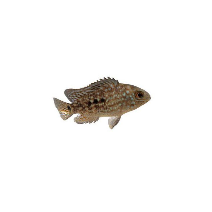 Herichthys carpintis 4-6 cm