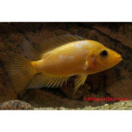 Sitruunakirjoahven 4-5 cm -