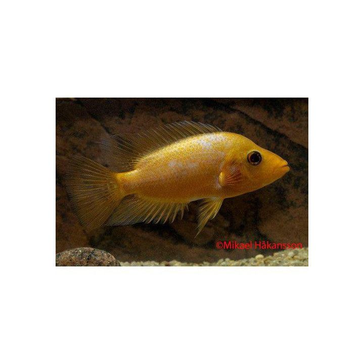 Citrinellum Ciklid 4-5CM Amphilophus citrinellus