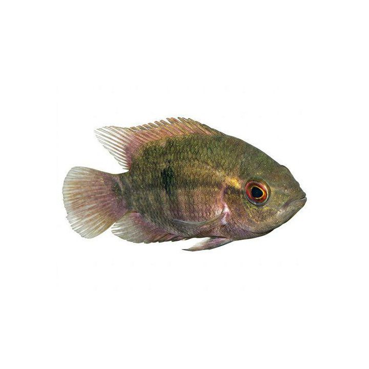 Hypselecara temporalis, Chocolate Cichlid, wild, 4-6 cm