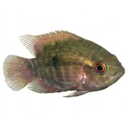 Hypselecara temporalis, Chocolate Cichlid, luonnonvarainen 6-8 cm
